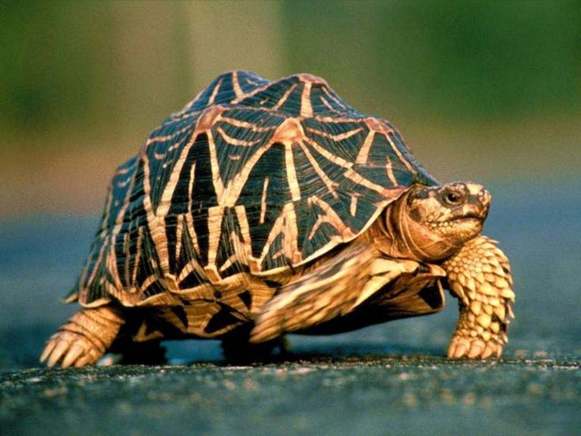 Все о черепахах в Петропавловске-Камчатском | ЗооТом портал о животных