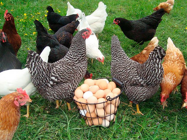 Содержание кур и уход за ними | ЗооТом - продажа, вязка и услуги для животных в Петропавловске-Камчатском Содержание кур и уход за ними | ЗооТом - продажа, вязка и услуги для животных в Петропавловске-Камчатском