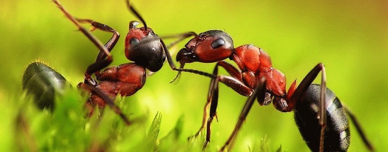 Все о муравьях в Петропавловске-Камчатском | ЗооТом портал о животных