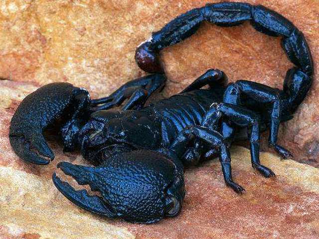 Все о скорпионах в Петропавловске-Камчатском | ЗооТом портал о животных