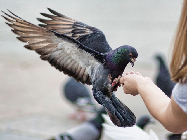 Все о голубях | ЗооТом - продажа, вязка и услуги для животных в Петропавловске-Камчатском