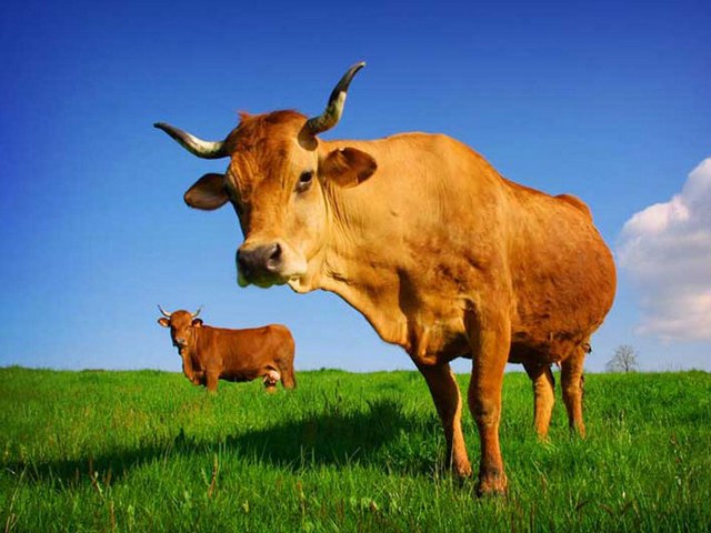 Все о коровах в Петропавловске-Камчатском | ЗооТом портал о животных
