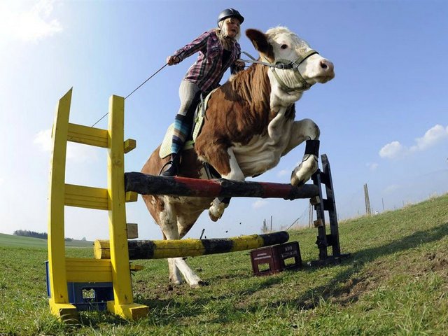 Статьи о коровах в Петропавловске-Камчатском | ЗооТом портал о животных