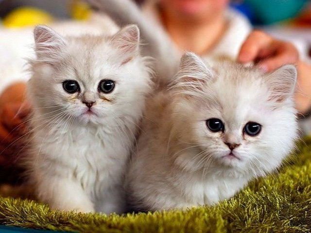 Породы кошек в Петропавловске-Камчатском | ЗооТом портал о животных