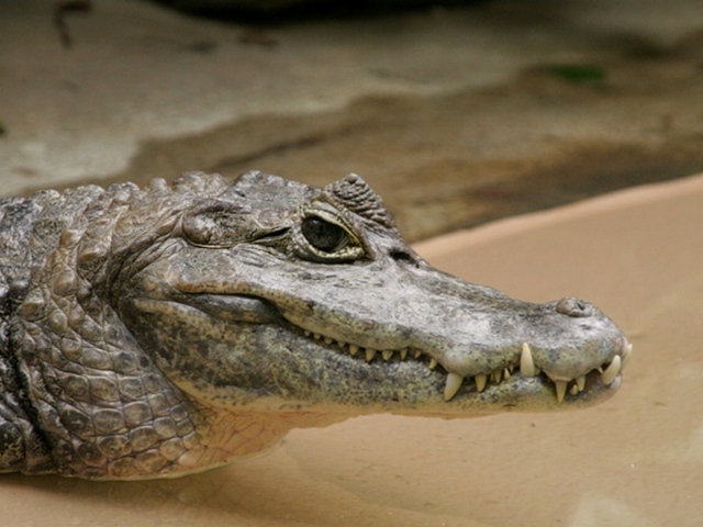 Все о крокодилах в Петропавловске-Камчатском | ЗооТом портал о животных