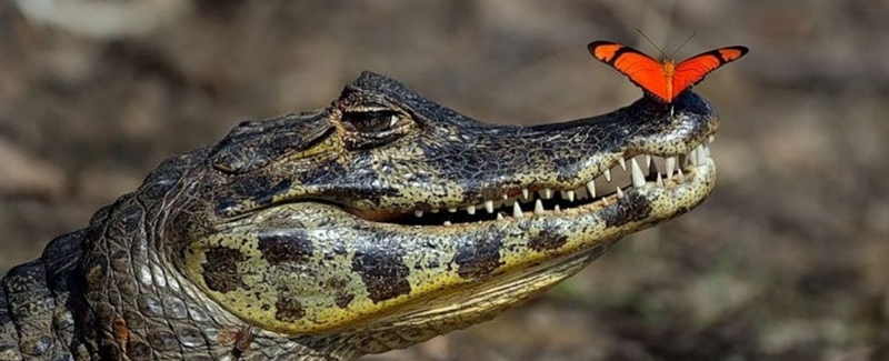 Все о крокодилах в Петропавловске-Камчатском | ЗооТом портал о животных