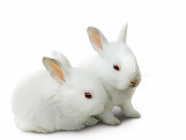Все о кроликах в Петропавловске-Камчатском | ЗооТом портал о животных