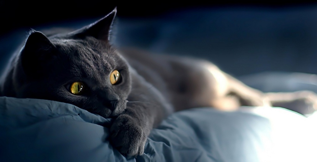 Объявления о кошках | ЗооТом - продажа, вязка и услуги для животных в Петропавловске-Камчатском