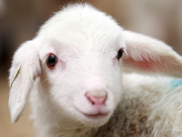Овцы и бараны в Петропавловске-Камчатском | ЗооТом портал о животных