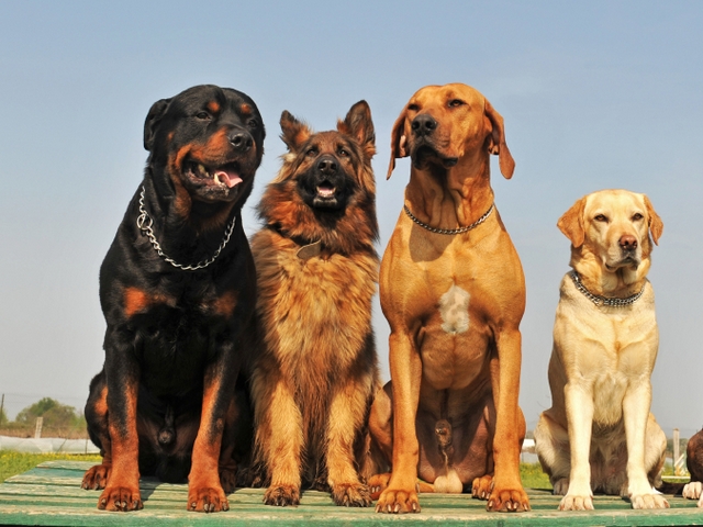 Крупные породы собак в Петропавловске-Камчатском | ЗооТом портал о животных