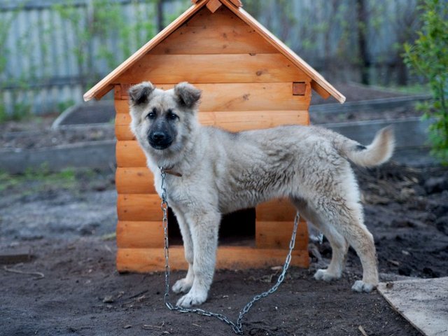 Все о собаках в Петропавловске-Камчатском