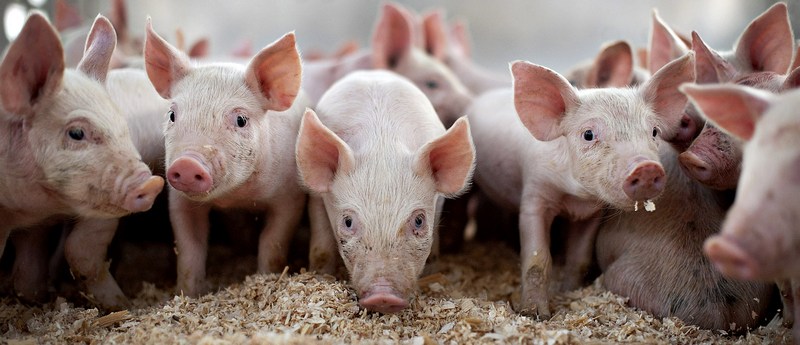 Все о свиньях в Петропавловске-Камчатском | ЗооТом портал о животных